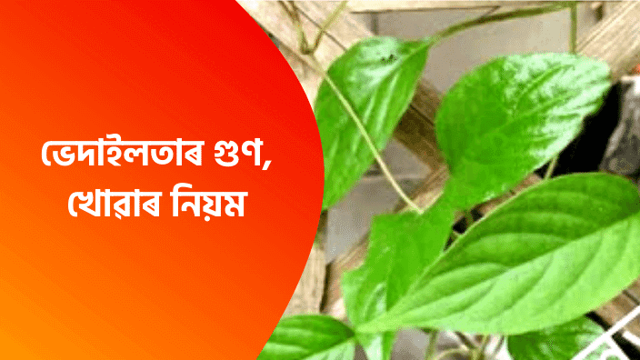 Assamese Health Tips ভেদাইলতাৰ গুণ