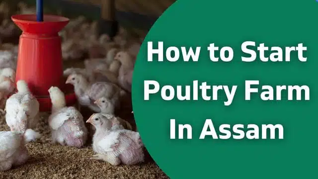 How to Start Poultry Farm In Assam {Guide And Potentialities}