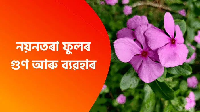 নয়নতৰা ফুলৰ গুণ Assamese Health Tips Nayantara Ful